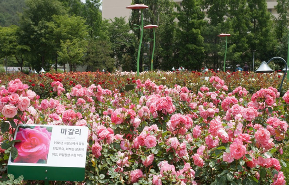 부산 기장군 좌광천변이 장미꽃 명소로 떠오른다. ⓒ 기장군