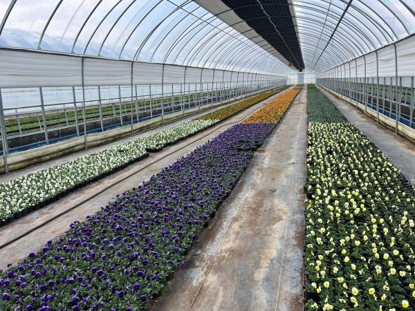 아름다운 시가지 조성용 봄꽃이 만개한 모습. ⓒ 화순군