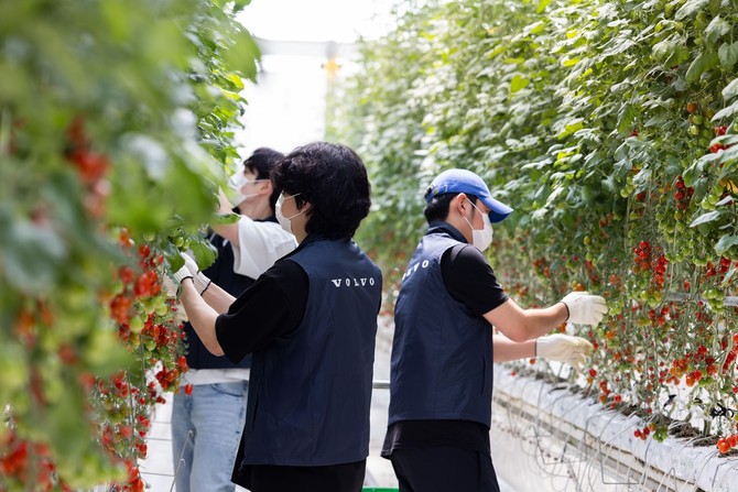 이번 봉사활동에는 볼보자동차코리아 임직원 전체가 참여해 발달장애 청년들과 함께 토마토를 수확했다. ⓒ 볼보자동차코리아