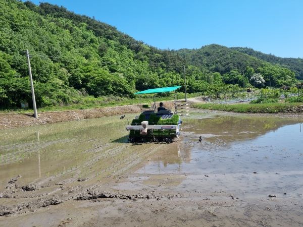 벼 모내기 하는 모습. ⓒ 화순군