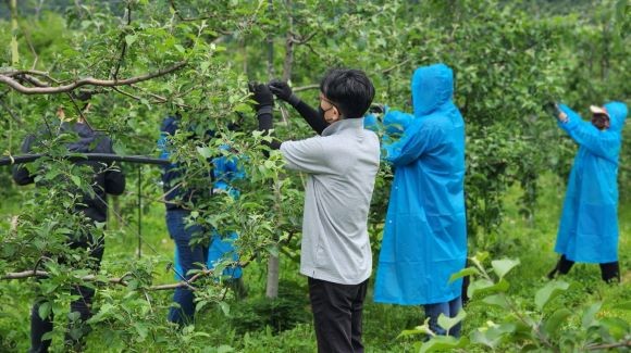 포항시 대변인실은 지난 16일 북구 죽장면에 위치한 사과 재배 농가를 방문해 영농철 농촌 일손 돕기를 했다. ⓒ 포항시