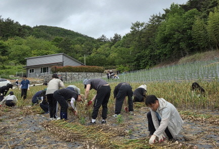 고흥 점암면 70대 마늘 농가에서 수확 작업을 거들고 있다. ⓒ 전남도
