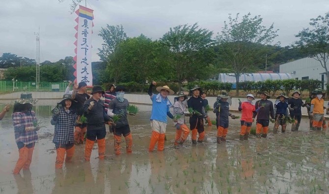 지난 23일 김기웅 군수가 서천군농업기술센터 내 벼 품종 비교전시포에서 직원 40여 명과 함께 손 모내기를 진행하며, 본격적인 영농 현장 행보에 나섰다. ⓒ 서천군