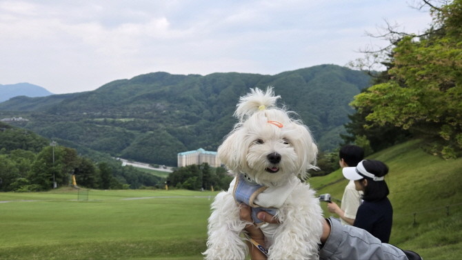 곤돌라를 타고 이동한 뒤, 스타트 지점에서 라운드를 준비 중인 보호자와 반려견. 소노펠리체 마운틴 코스는 반려견 전용 곤돌라를 별도 운영한다. = 배예진 기자