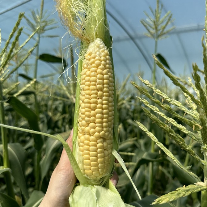 초당옥수수 생산기반 조성. ⓒ 프라임경제