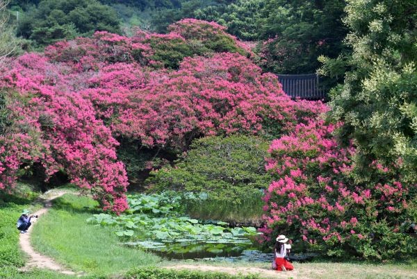 붉게 물든 배롱나무꽃이 연못 수면 위로 흩날려 정원의 아름다움이 절정을 이루고 있는 명옥헌 원림. ⓒ 담양군