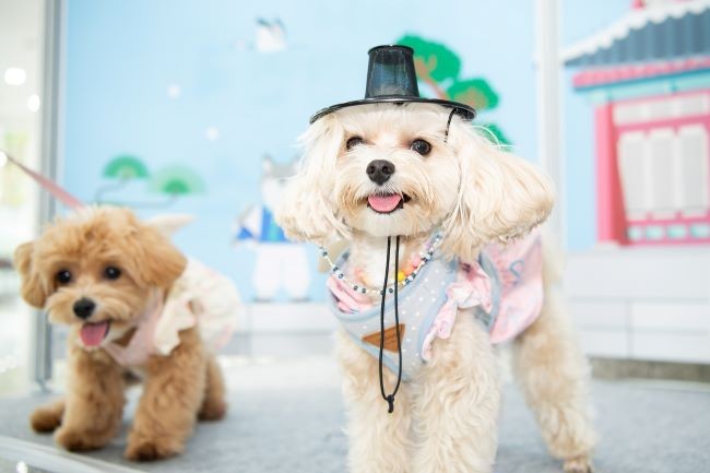 '2025 대한민국 펫캉스'가 오는 25일부터 27일까지 3일간 구미코에서 열린다. ⓒ 구미시