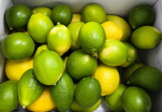 장성산 청레몬. ⓒ장성군