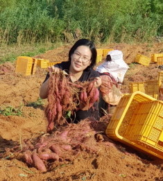무안 유기농 착한 고구마 재배하는 조은지 농가. ⓒ 전남도