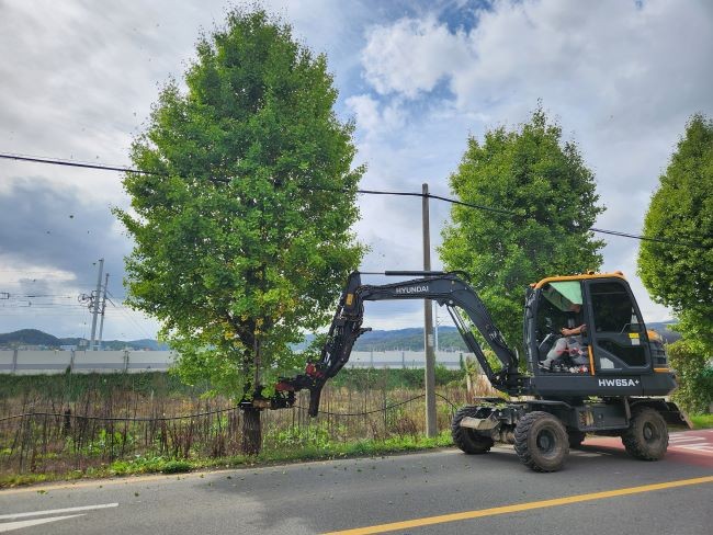 진동 수확기로 은행을 채취하고 있는 모습. ⓒ 의성군