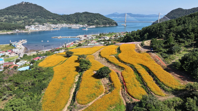 통영시가 오는 25일 사량면 덕동마을 일원에서 '제2회 사량 덕동마을 황화코스모스 축제'가 개최되는 덕동마을의 황화코스가 활짝 핀 모습. ⓒ 통영시