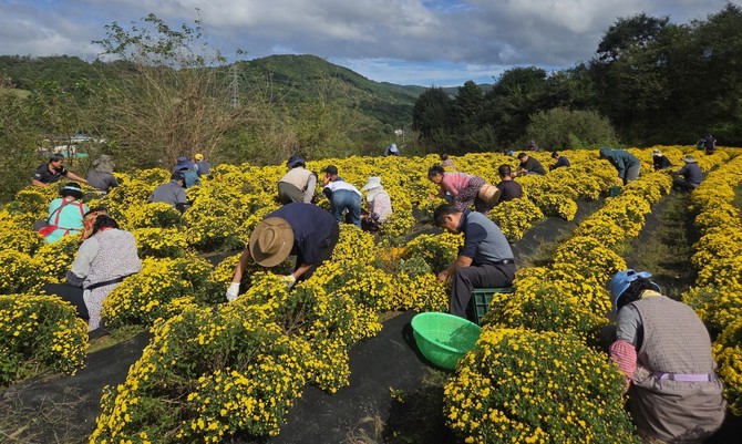 산청지역자활센터가 직접 재배한 국화를 수확하고 있다. ⓒ 프라임경제
