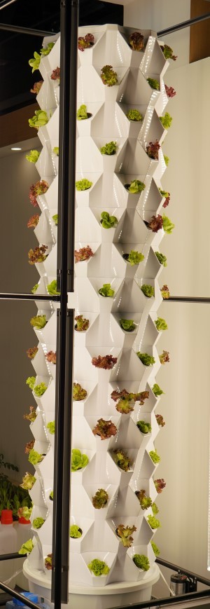 조형물에서 재배되고 있는 상추. ⓒ 전남도청종합기자단