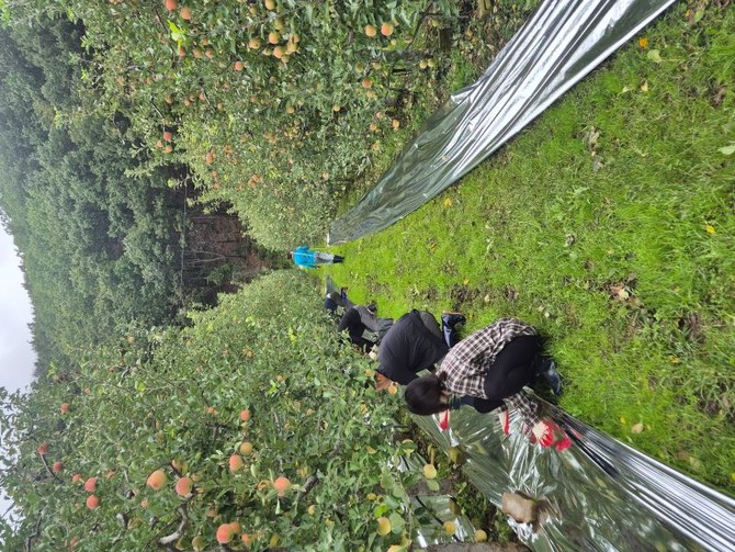 영덕군 직원이 농촌 일손 돕기 활동에 나서 사과원에 반사필름을 설치하고 있다. ⓒ 영덕군