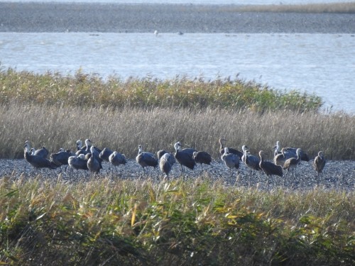 천연기념물 제228호이자 세계자연보전연맹 적색목록 취약종으로 지정된 흑두루미 73마리가 순천만에 도착했다. ⓒ 순천시