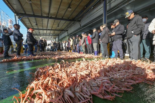 강구항에 열린 2025년 첫 영덕대게 위판 모습. ⓒ 영덕군