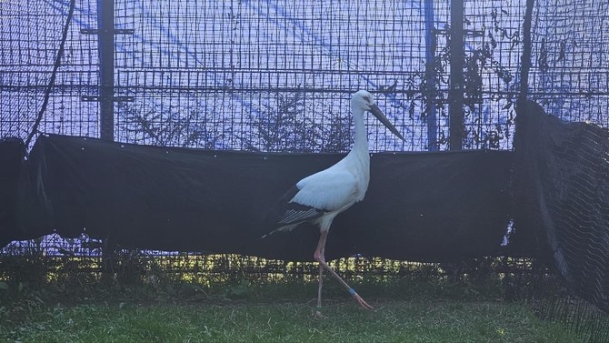 일본에서 도입된 황새 2마리(수컷). ⓒ 예산군