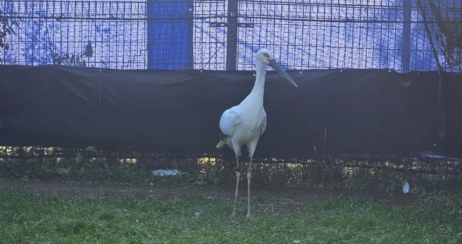 일본에서 도입된 황새 2마리(암컷). ⓒ 예산군