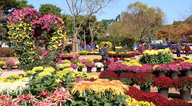 '2025 꽃과 바다 태안 국화축제' 모습. ⓒ 태안군