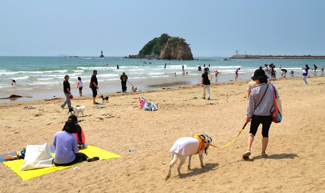 '2025 태안 방문의 해' 방문객 증가(2025년 6월7일 반려동물 해변운동회). ⓒ 태안군