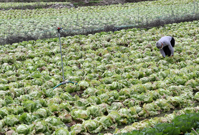 지난 2021년 10월 가을장마 여파로 무름병이 발생한 양배추밭의 모습. ⓒ 연합뉴스