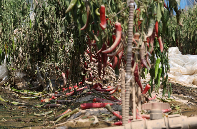 지난 7월21일 충남 예산군 삽교읍 한 비닐하우스 모습. ⓒ 연합뉴스