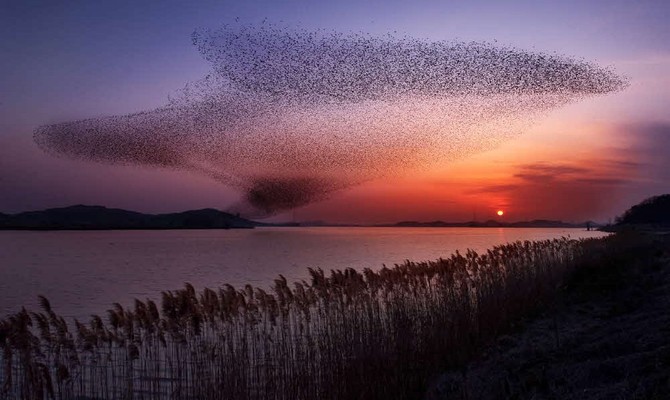 2025 서천철새여행 29~30일 개최. ⓒ 서천군