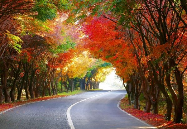 완도 청산도 단풍길 전경. ⓒ 완도군