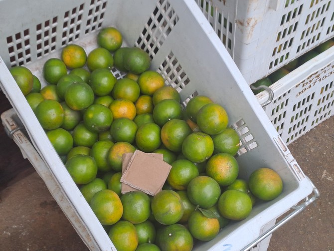 마이 가든 플라워팜 & 오렌지 농장에서 수확한 오렌지 = 박진우 기자