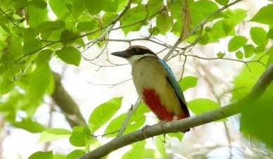 백월산 팔색조(천연기념물, 멸종위기 야생생물 2급). ⓒ 예산군
