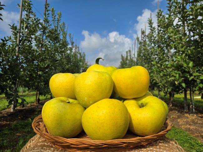 군위군이 농림축산식품부가 주관한 '2026년 스마트 과수원 특화단지 조성 공모사업'에서 최종 선정됐다(사진은 골든볼 사과). ⓒ 군위군