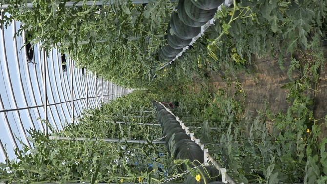 구례군 수박 스마트 수직재배 단지 농장 모습. ⓒ 구례군