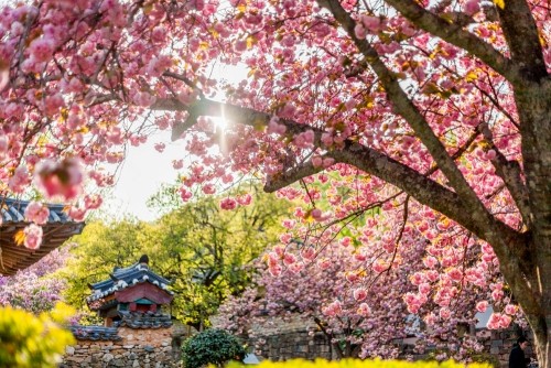 지난해 피어난 순천시 선암사의 겹벚꽃 풍경. ⓒ 순천시