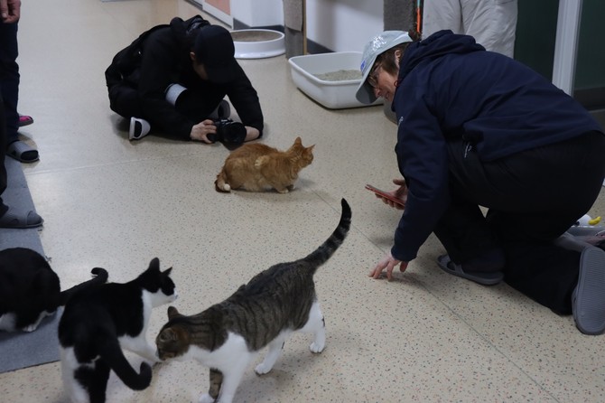 통영시가 한산면 용호도 '고양이섬' 관광 활성화를 위해 클리퍼 세계일주 요트대회 선수단 및 관계자, 기자단 등 30여 명을 대상으로 팸투어를 실시하고 있다. ⓒ 통영시