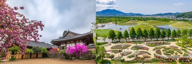선암사 겹벚꽃(왼쪽)과 순천만국가정원. ⓒ 순천시