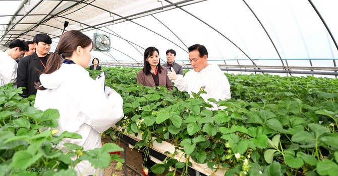 백성현 논산시장이 딸기 안전성 현장 검사를 하고 있다. ⓒ 논산시