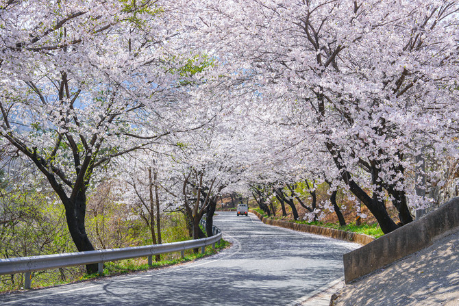고성군이 벚꽃 개화 시기에 맞춰 오는 3월30일부터 야간경관조명을 점등해 본격적으로 운영하는 대가면 소재 대가십리벚꽃길 사진. ⓒ 고성군