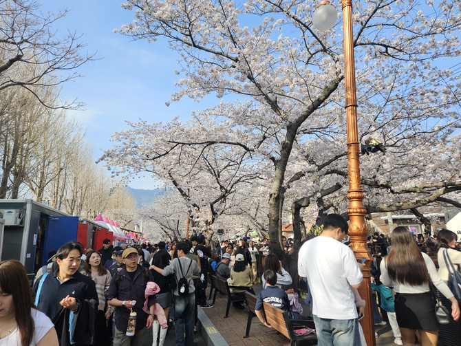 진해 전역에 벚꽃 만개로 관광객이 북적이며 진해군항제가 성황리에 진행되고 있다. ⓒ 창원시