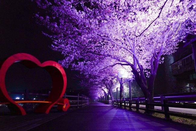 울진 근남 망양정 가는길(야간 조명). ⓒ 울진군