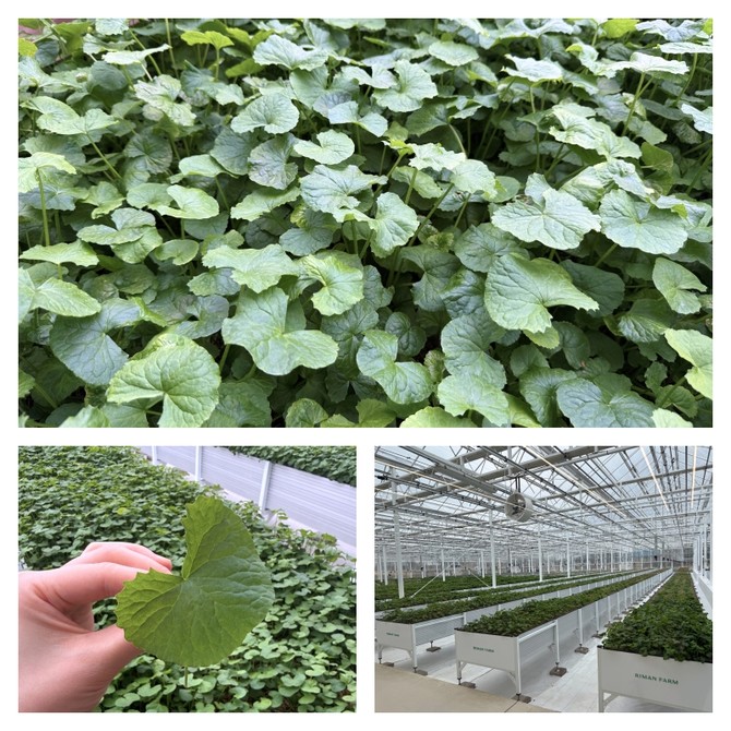 리만팜과 연구동에서 재배되는 자이언트 병풀 모습. = 이인영 기자