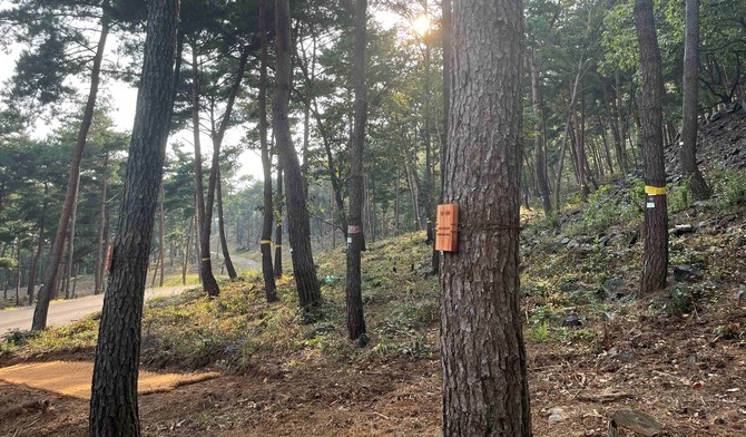 충청남도 보령시 국립 수목장림 '기억의숲'. ⓒ 산림청