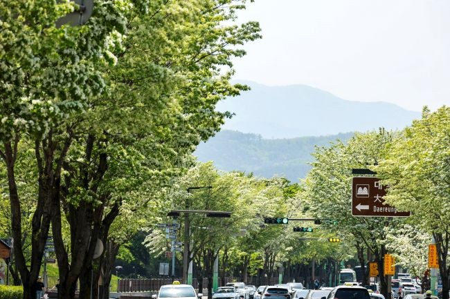 경주 도심 계림로에 이팝나무가 터널을 이루며 차량과 관광버스가 오가는 풍경이 펼쳐지고 있다. ⓒ 경주시