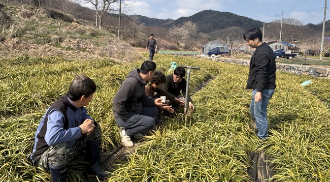 농업기술센터 직원들이 맥문동을 수확하기 전 현장 점검을 진행하고 있다. ⓒ 청양군