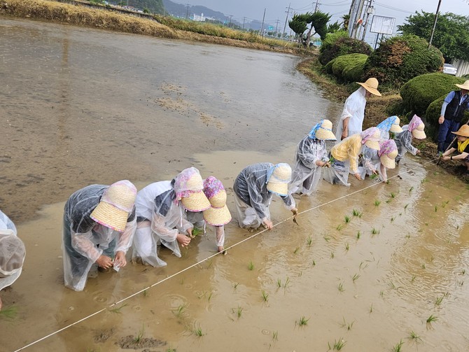 이동면 주민자치회가 이동초등학교 학생 30여명과 함께 전통 모내기 체험을 진행하고 있다. ⓒ 남해군