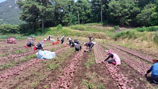 합천군이 본격적인 영농철을 맞아 농촌 인력 부족 해소와 적기 영농 지원을 위해 봄철 농촌일손돕기를 하고 기념촬영을 하고 있다. ⓒ 합천군