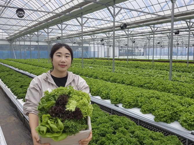 거북이농장 신정빈 대표가 온실에서 싱싱한 샐러드 채소를 선보이고 있다. ⓒ 거북이농장