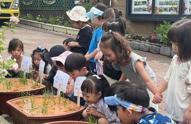 지난 2일 목화유치원에서 원아와 교사가 참여한 가운데 '학교친환경농업 실천지원사업' 모내기 체험을 하고 있다. ⓒ 홍성군