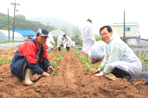  김학현 NH농협손해보험 대표이사(오른쪽)와 강화군 연촌마을 이윤재 이장이 고구마순 심기작업을 하고 있다. ⓒ NH농협손해보험