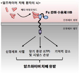 국내 연구진이 알츠하이머 유발에 관여하는 단백질, Fc 감마 수용체 IIB의 기능을 규명했다. 치료와 예방을 위한 약물 개발의 새로운 표적이 될 전망이다. 연구진에 따르면 신경세포 외부에 축적된 베타 아밀로이드가 Fc 감마 수용체 IIB에 결합하면 신경세포의 사멸, 장기 증강 및 시냅스 억제, 기억력 감소와 같은 독성 신호를 전달하며, 결국 알츠하이머 치매를 유발하게 된다. 사진은 Fc 감마 수용체 IIB를 통한 알츠하이머 치매 유발 모식도. ⓒ 미래부