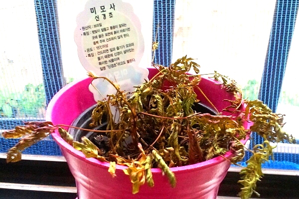  특유의 냄새로 해충을 쫓는 '신경초' 미모사가 적절하지 못한 재배 탓에 시들어가고 있다. = 정금철 기자의 큰 아들 정병현